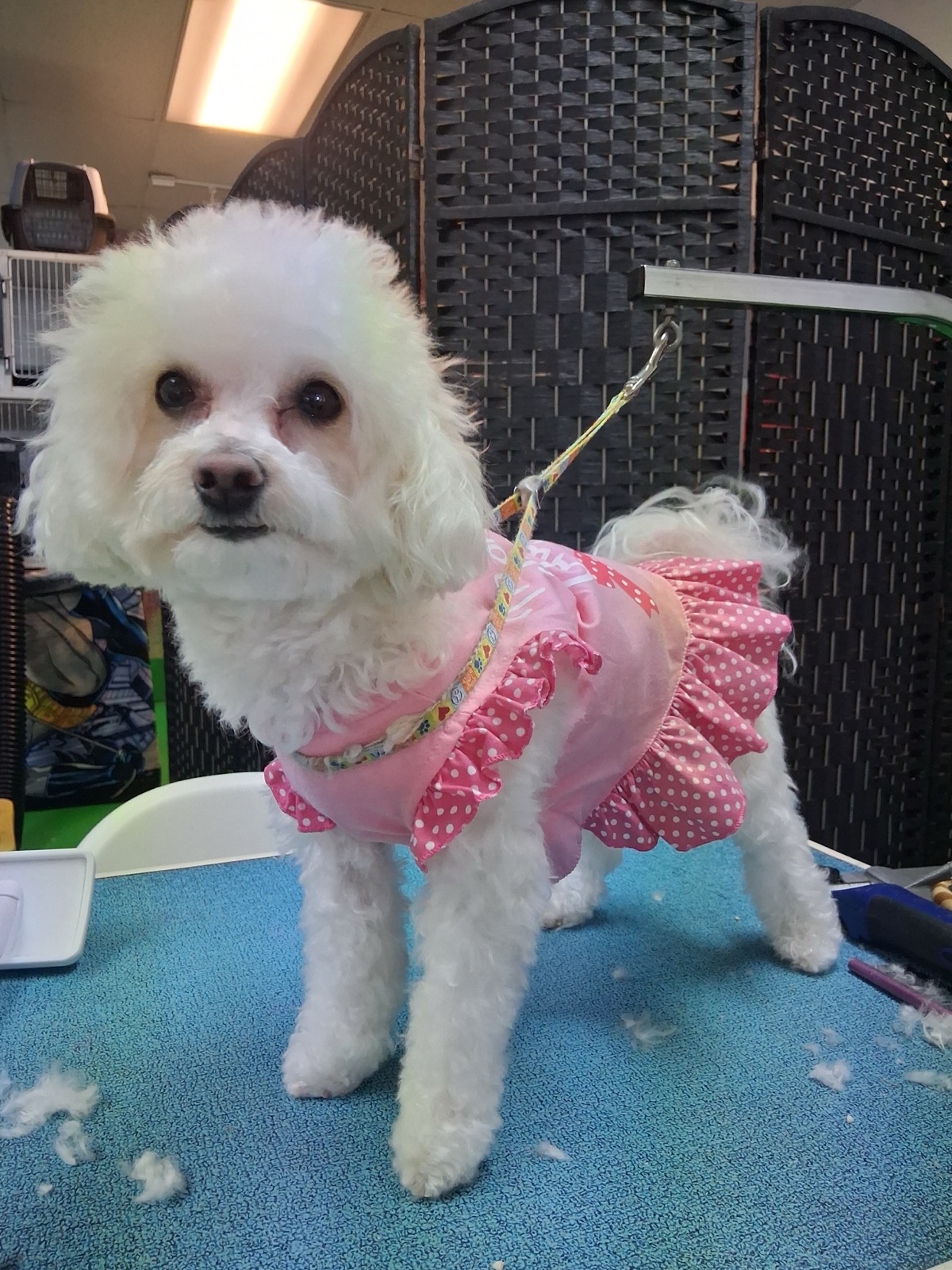 Dog wearing an accessory sold at Pet Wishes Spa