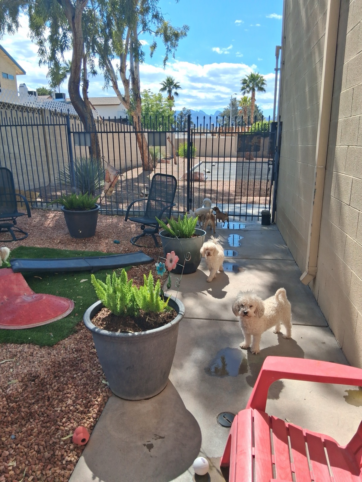Dogs enjoying the outdoor boarding area