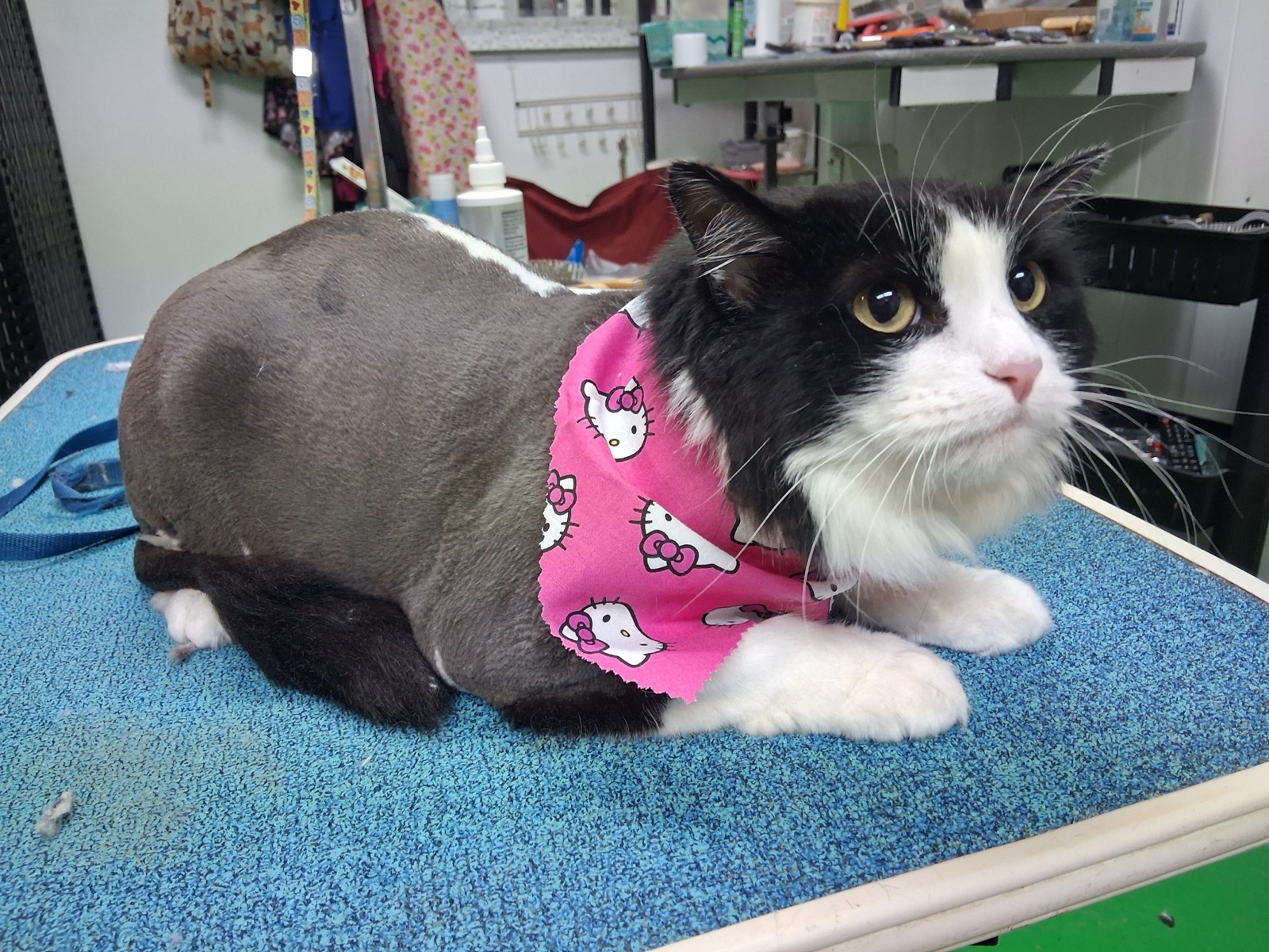 Freshly groomed cat at Pet Wishes Spa