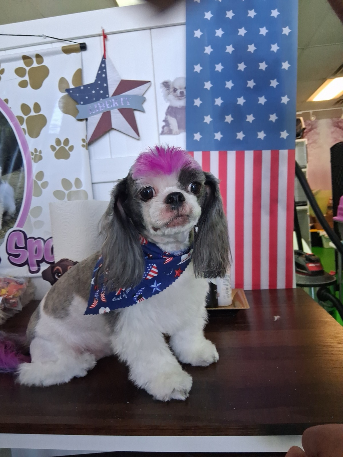 Dog with artistic pink coloring