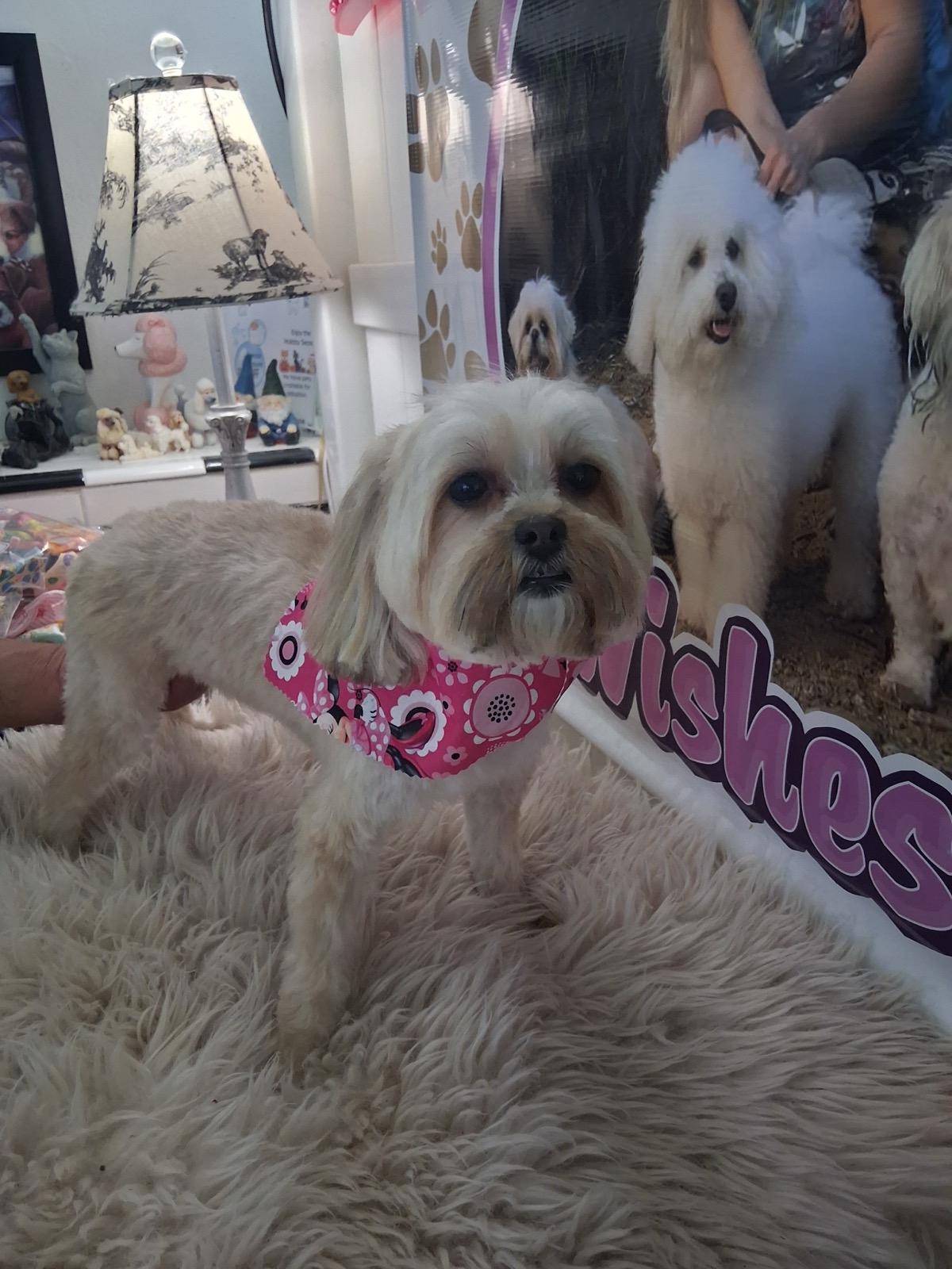 Freshly groomed dog at Pet Wishes Spa