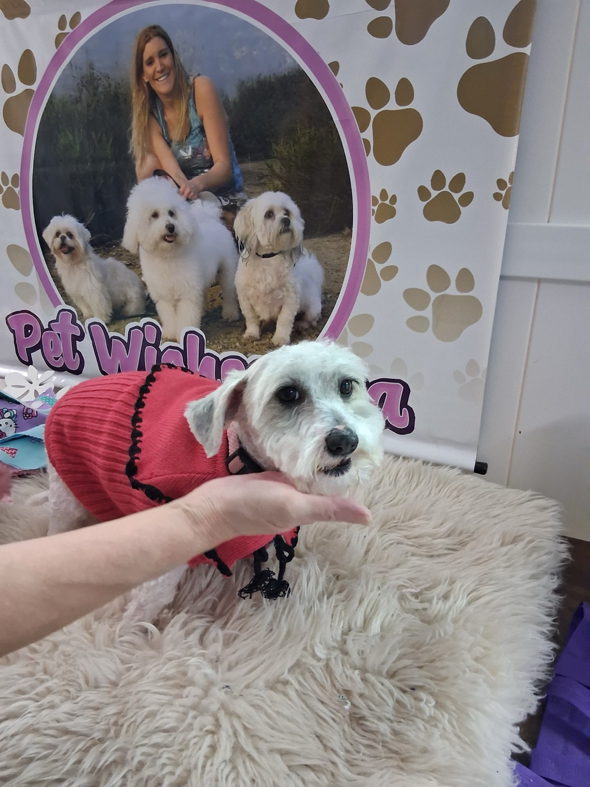Dog dressed in red at Pet Wishes Spa