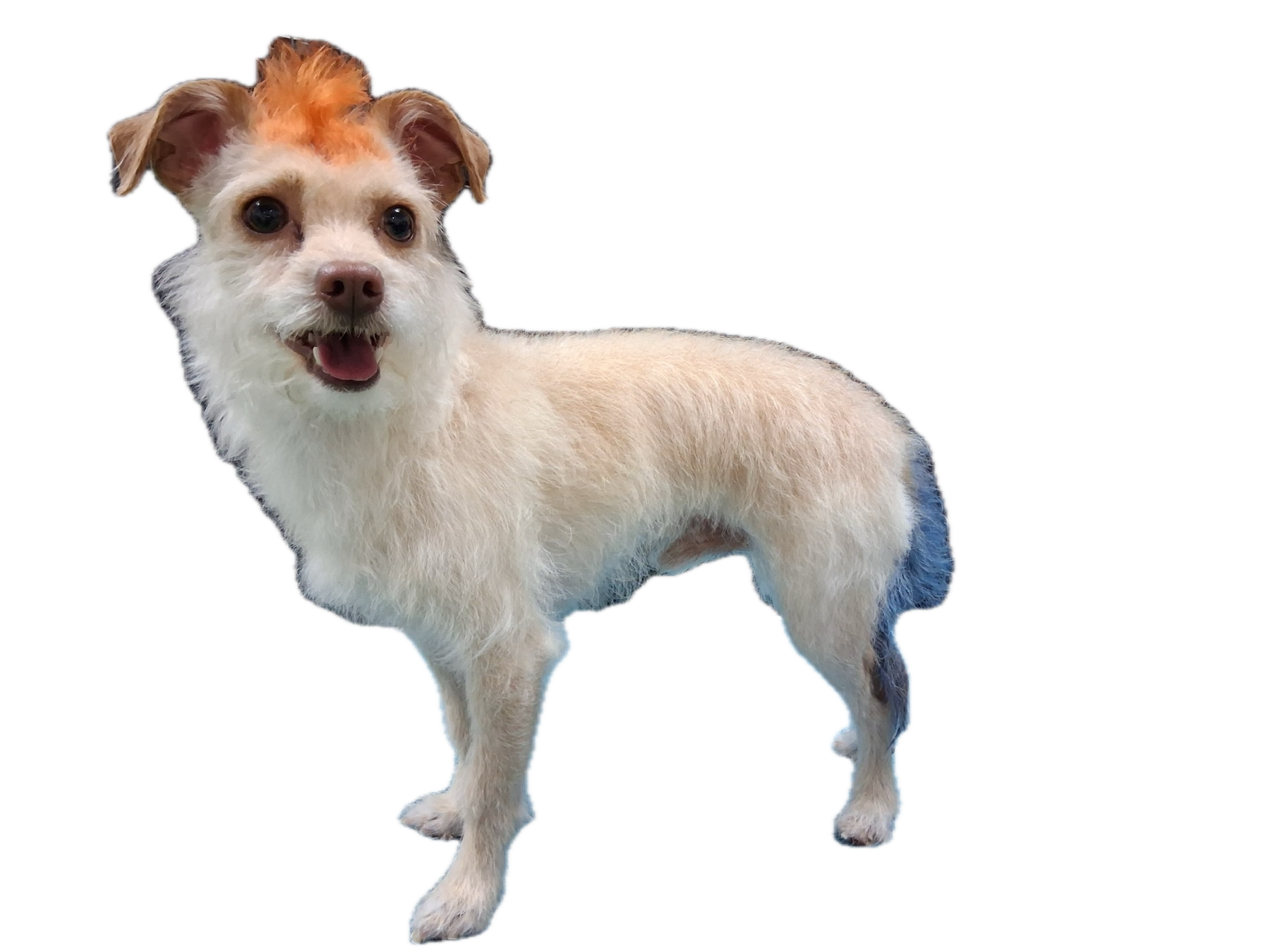 Freshly groomed dog from Pet Wishes Spa