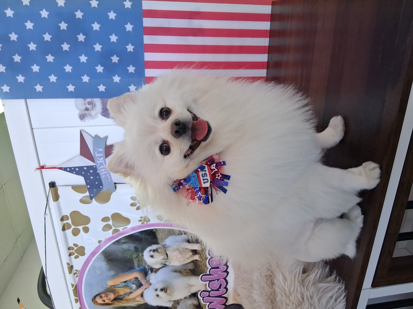 Freshly groomed white dog at Pet Wishes Spa
